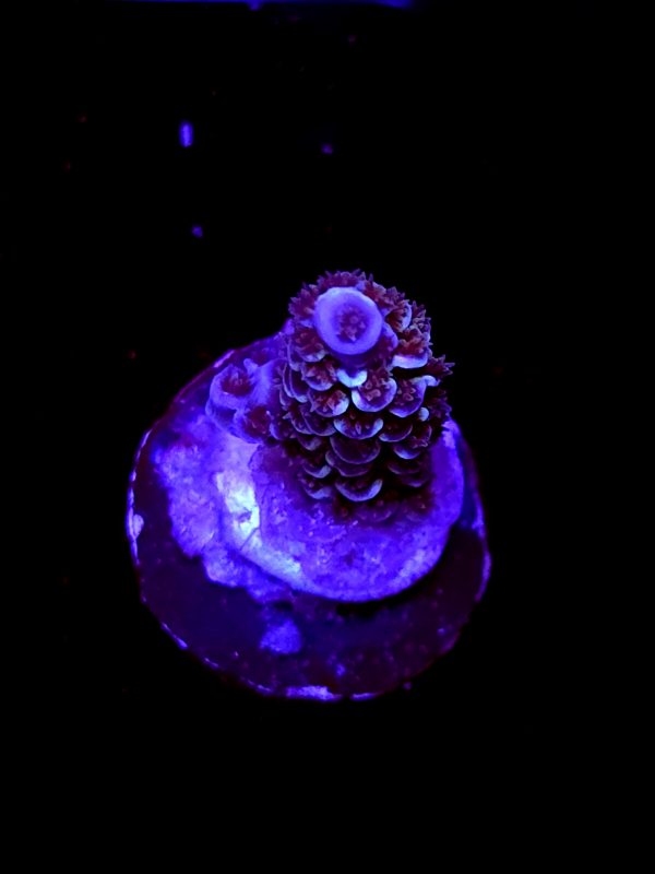 SBB "Fizzy Pop" Acro Small