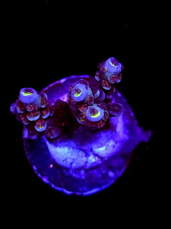 SBB "Toon Machine" Acro Small 2 Branches