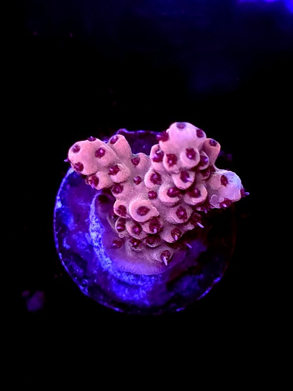 SBB "Fruit Berry" Acro Small
