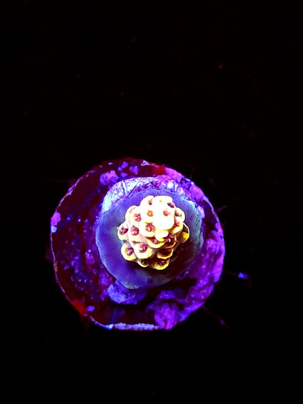 SBB "Bumble Bee" Acro Tiny