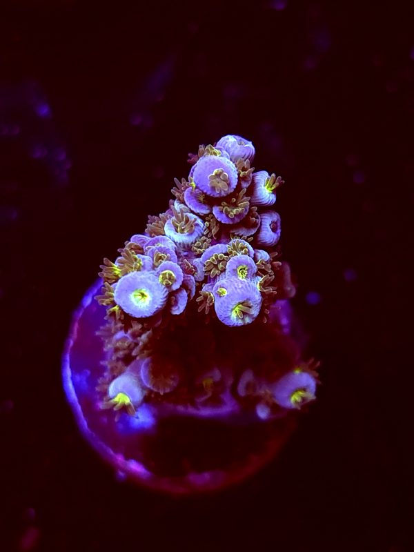 SBB "Royal Flame" Acro Medium