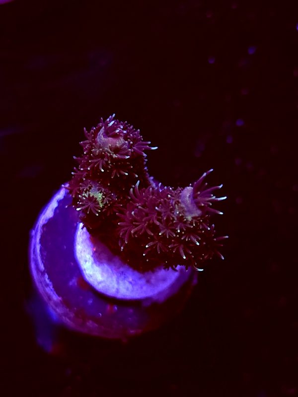 SBB "Solar Fuzz" Acro Small 2 Branches