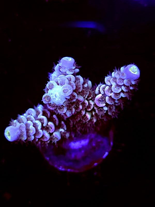 SBB "Winter Fire" Acro Medium 3 Branches