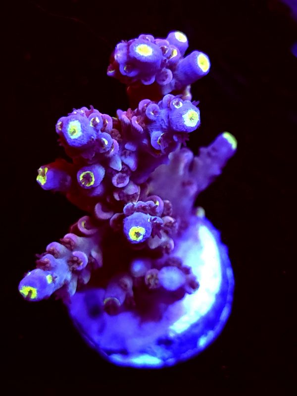 SBB "Cosmo Crunch" Acro Large 2 Branches