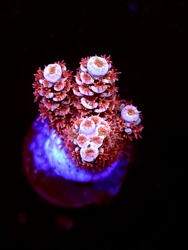 SBB "Meteroid" Acro Small 2 Branches