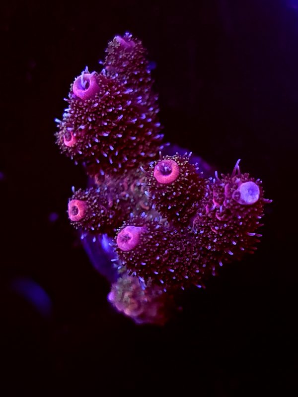SBB "Molten Cinder" Acro Large Multibranch