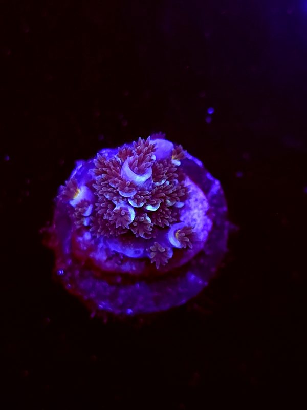 SBB "Fuzzy Pop" Acro Small Chunk