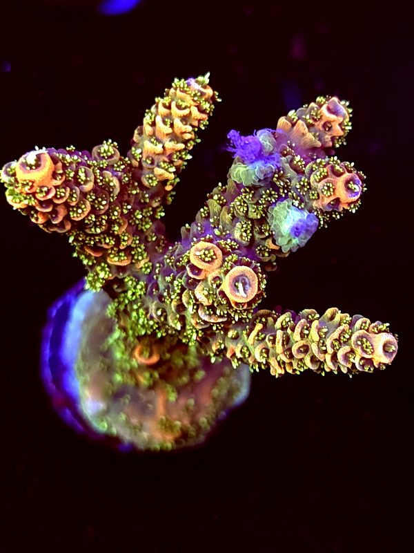 SBB "Sungod" Acro Large Crusted Multibranches
