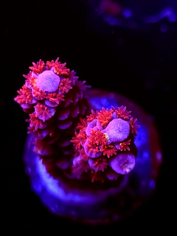 SBB "Kiss Of Deather" Acro Medium 2 Branches