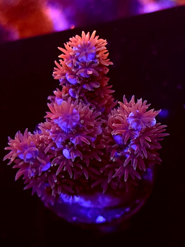 SBB "Angry Turd" Acro Medium 3 Branches
