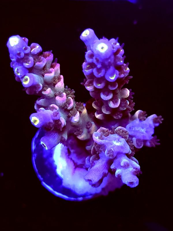 SBB "Cosmo Crunch" Acro Large 2 Branches