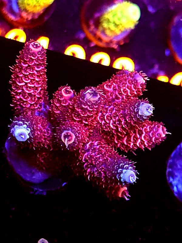 SBB "Red Skittles" Acro Large Multibranches