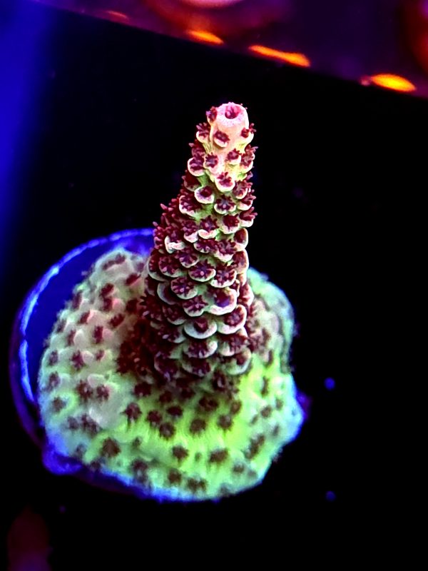SBB "Alien Cider" Acro Medium Crusted