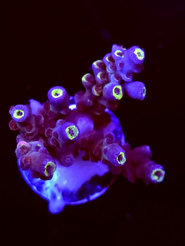 SBB "Plasma Pop" Acro Small Multibranch
