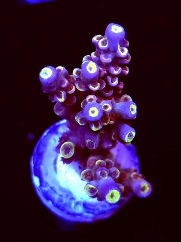 SBB "Plasma Pop" Acro Medium