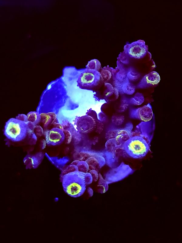 SBB "Plasma Pop" Acro Small 2 Branches