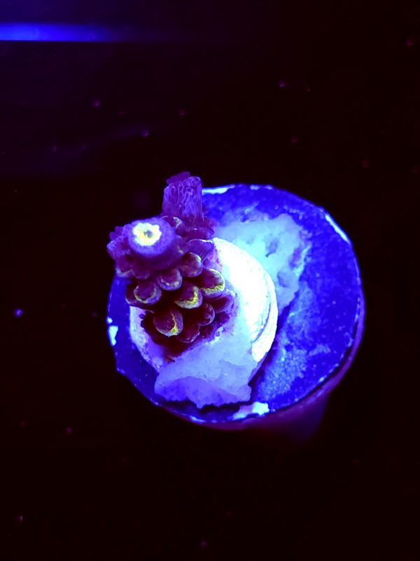 SBB "Plasma Pop" Acro Booger
