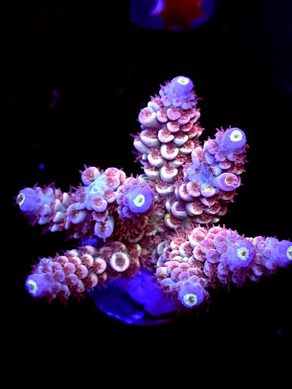 SBB "Rustic Rasberry" Acro Large Multibranch