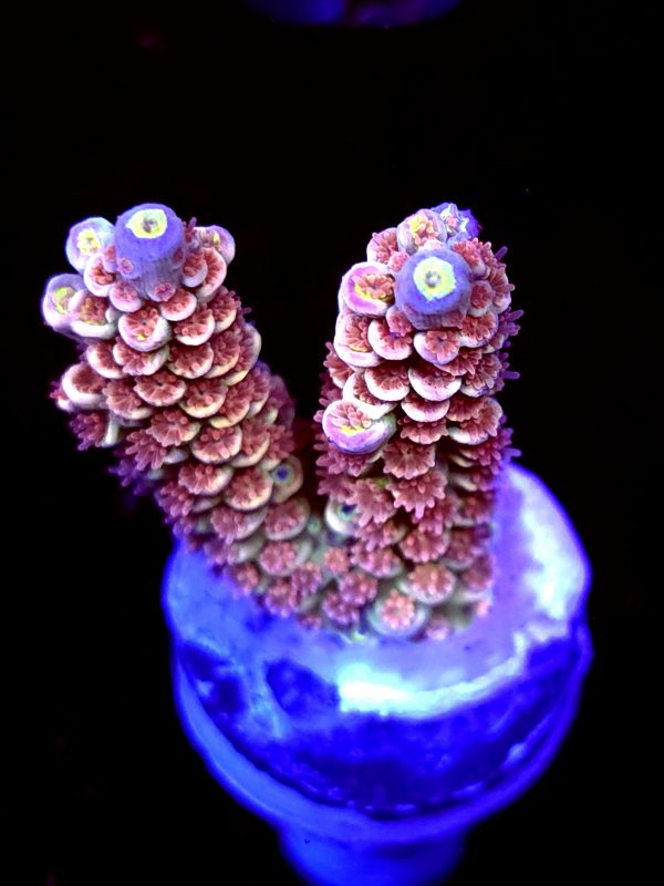 SBB "Rustic Rasberry" Acro Medium 2 Branches