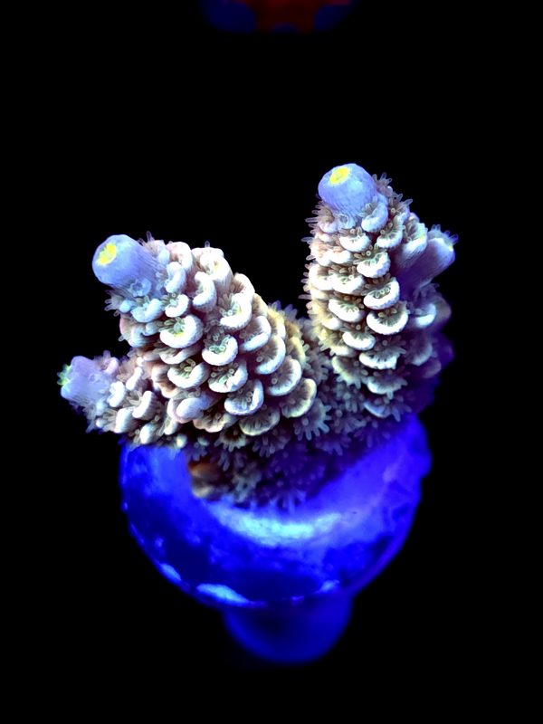 SBB "Swirl Core" Acro Medium 2 Branches