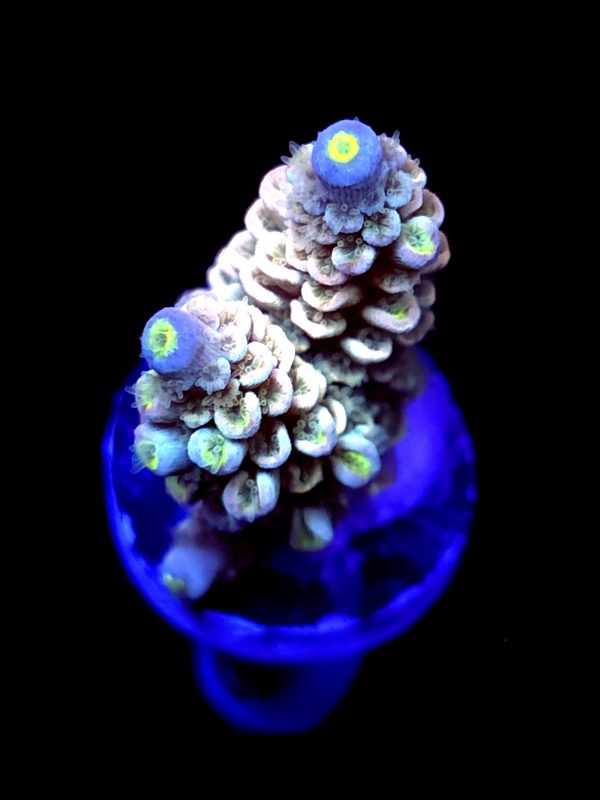 SBB "Swirl Core" Acro Small