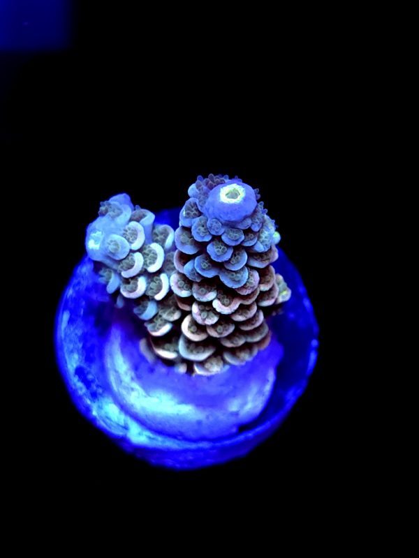 SBB "Swirl Core" Acro Booger