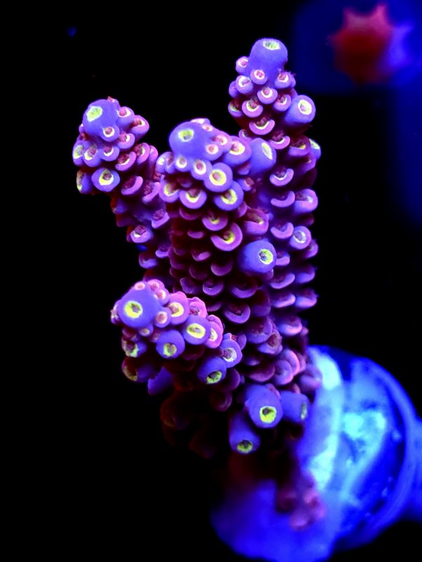 SBB "Gummy King" Acro Large 4 Branches