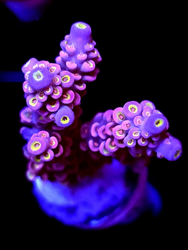 SBB "Gummy King" Acro Large