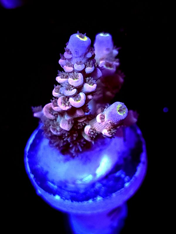SBB "Candy Twist" Acro Small 2 Branches