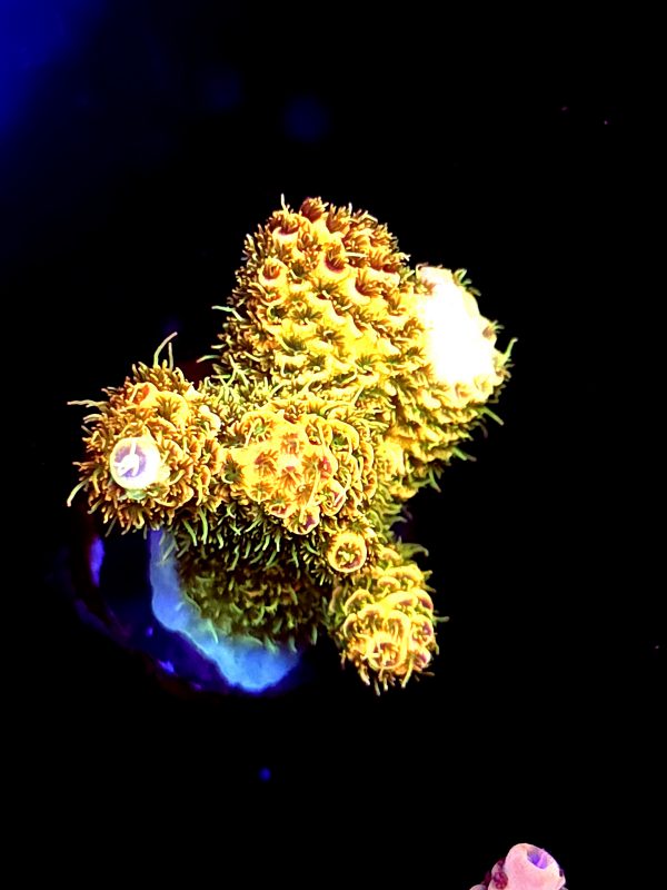 SBB "Blazing Tiger" Acro Medium Chunky