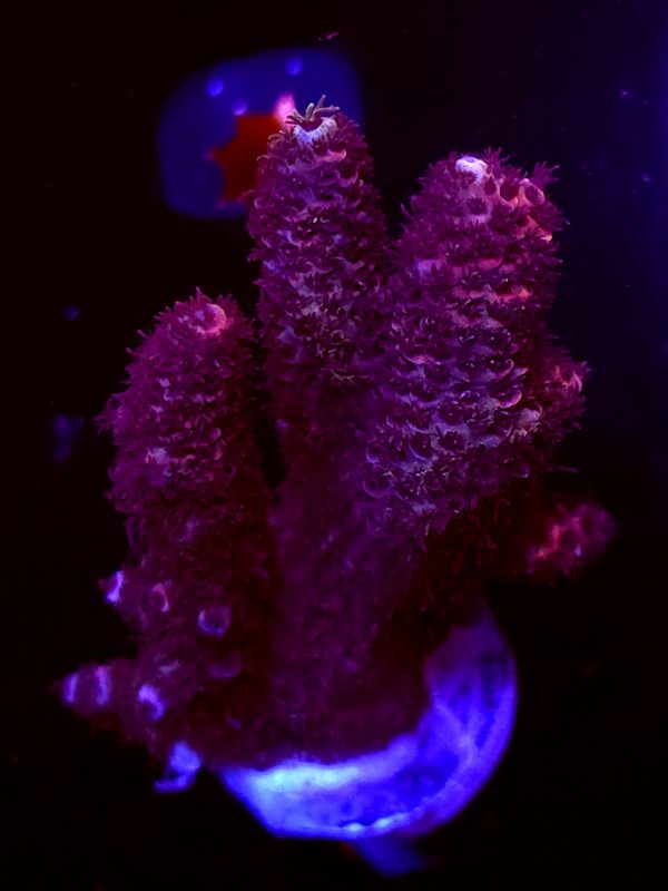 SBB "Spicey Cherry" Acro Large 2 Branches