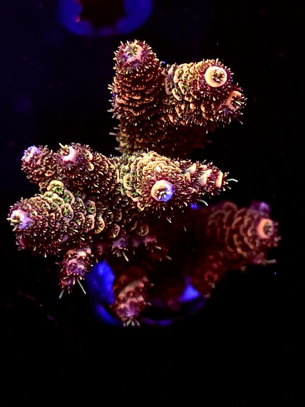SBB "Mango Tango" Acro Xlarge Multibranches