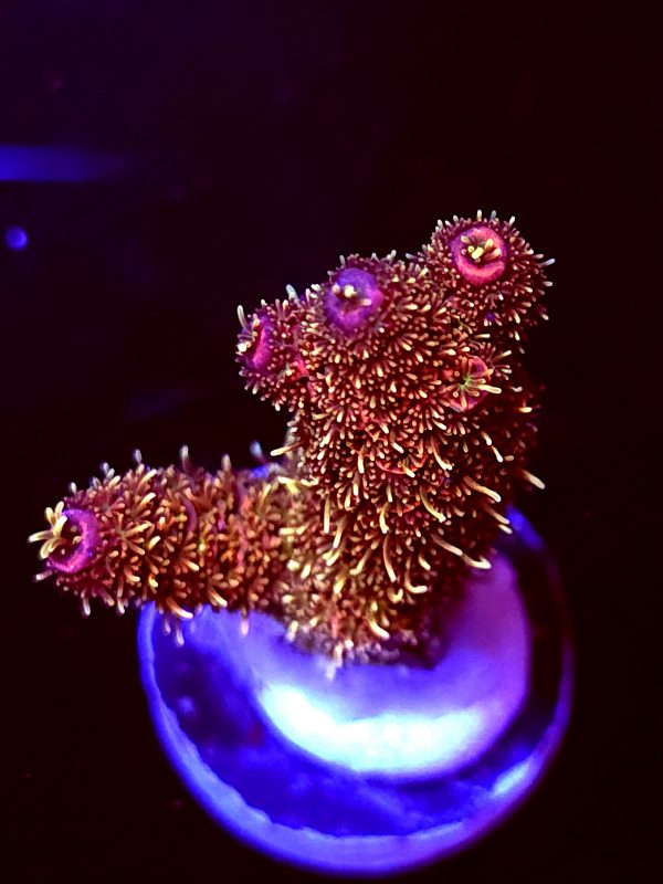 SBB "Fire Dragon" Acro Medium