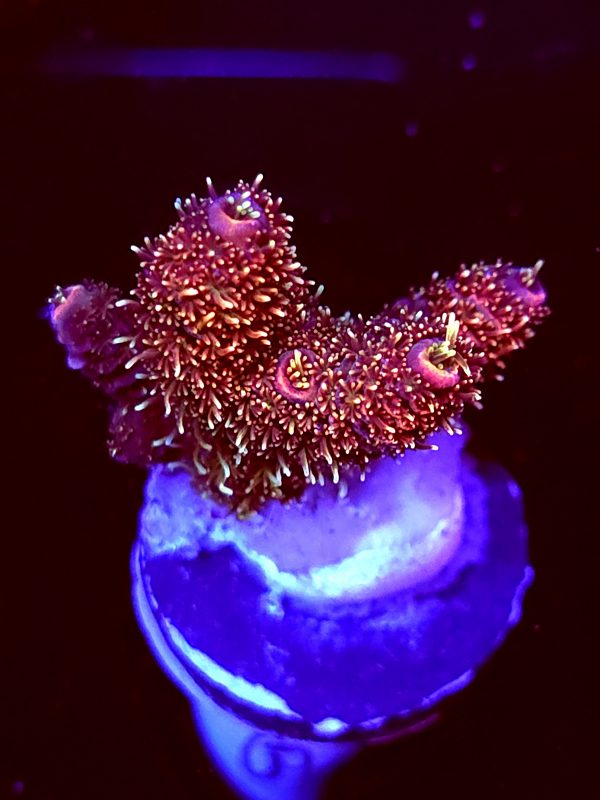 SBB "Fire Dragon" Acro Small Multibranches