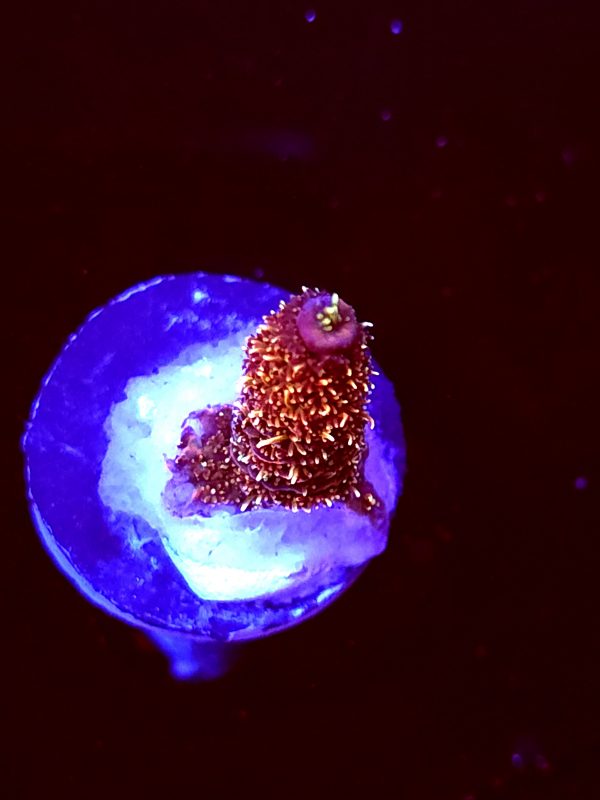 SBB "Fire Dragon" Acro Tiny