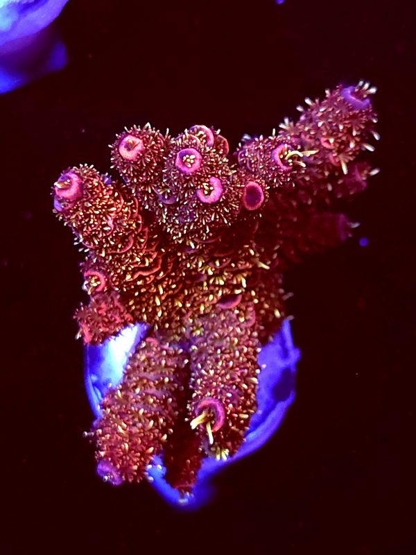 SBB "Fire Dragon" Acro Medium Chunky