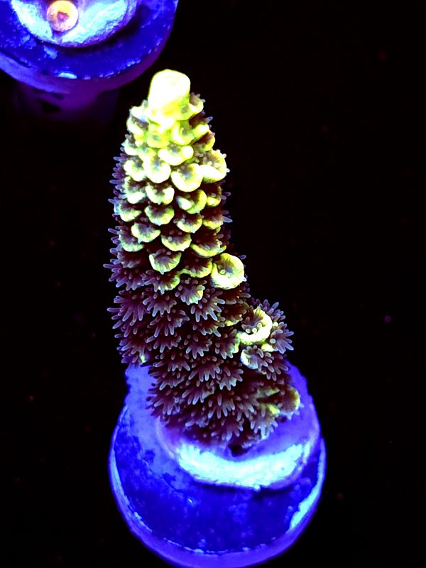 SBB "Hologram" Acro Large