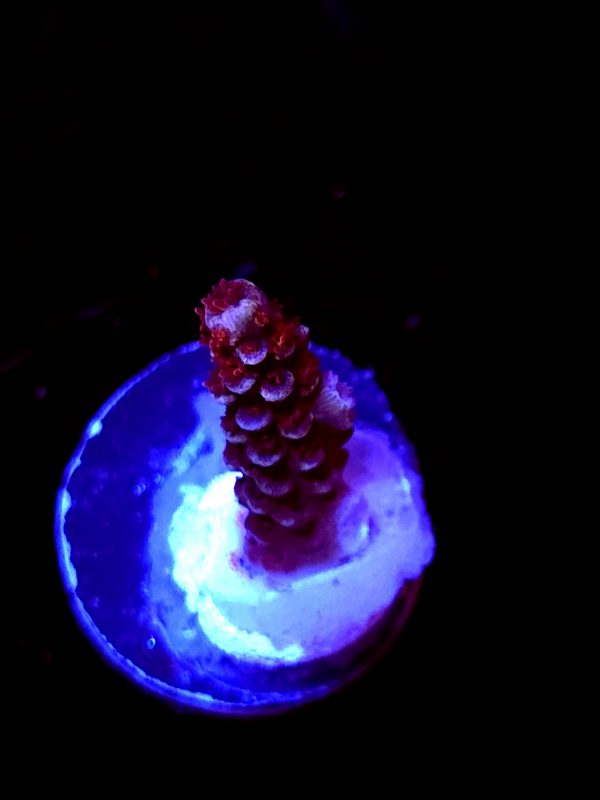 SBB "Brain Burner" Acro Small