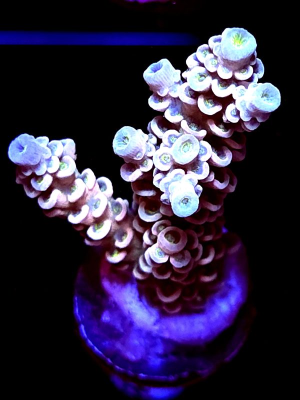 SBB "Cosmic Candy" Acro Large 2 Branches