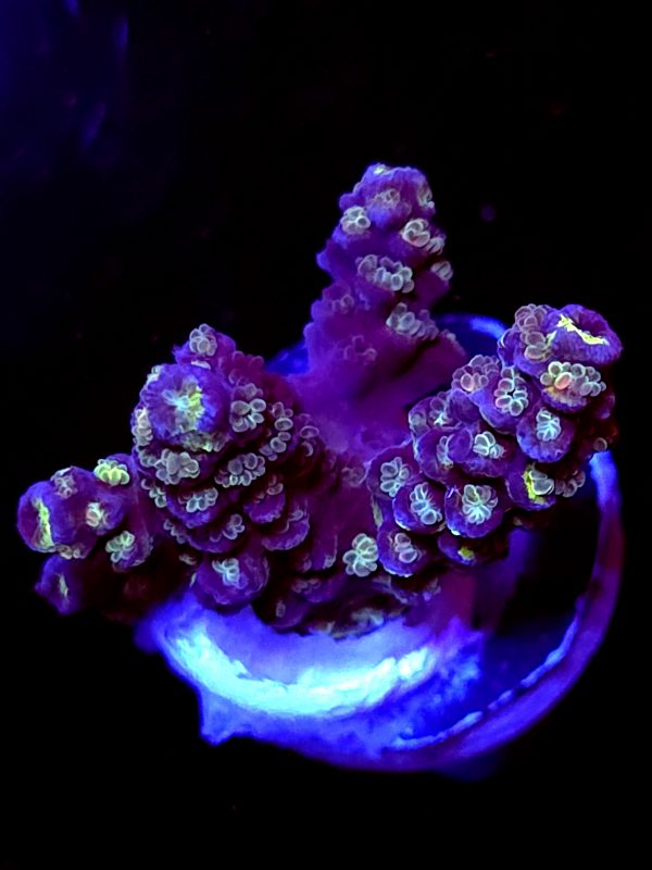 SBB "Blue Bliss" Acro Small Multibranches