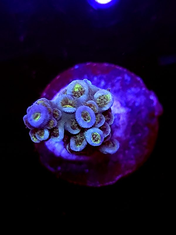 SBB "Mystery Signature" Acro Small Branch