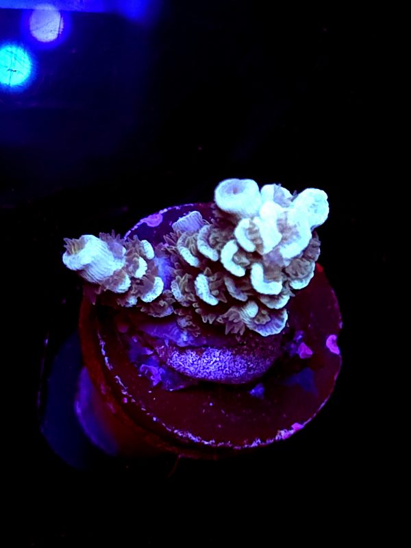 SBB "Candy Castle" Acro Small 2 Branches