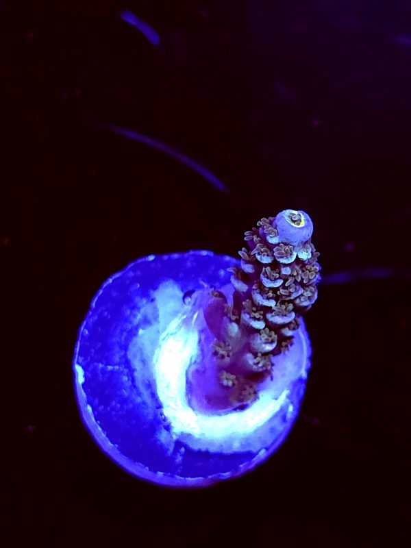 SBB "Melty Mix" Acro Small Branch