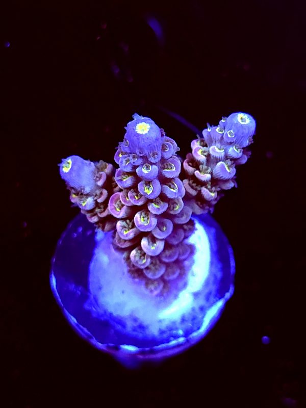 SBB "Dragon Fruit" Acro Medium 2 Branches