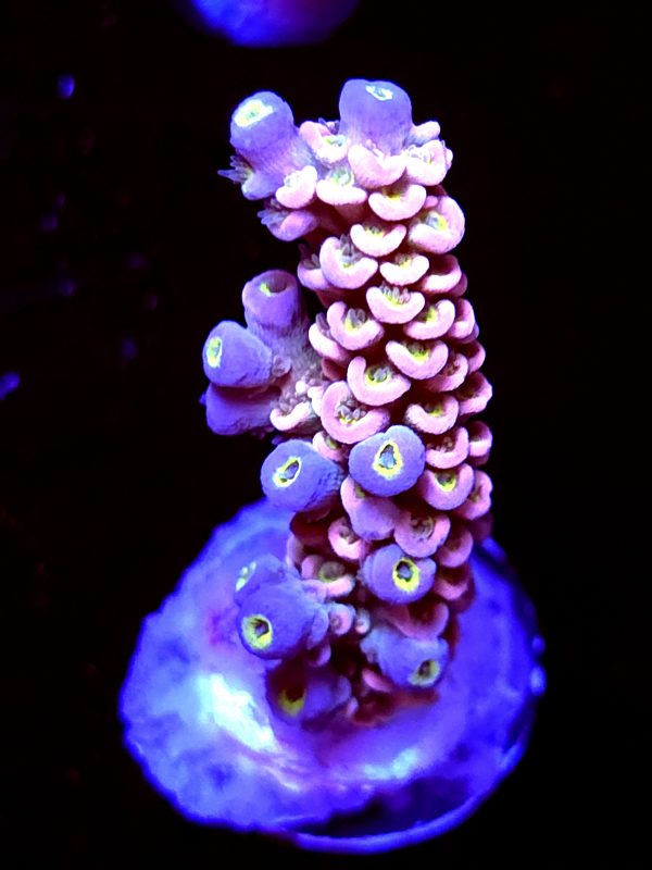 SBB "Candy Twist" Acro Medium Branch