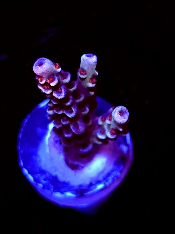 SBB "Brain Burner" Acro Small 2 Branches