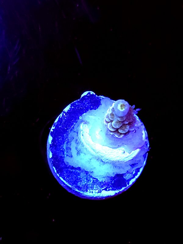 SBB "Swirl Core" Acro Booger