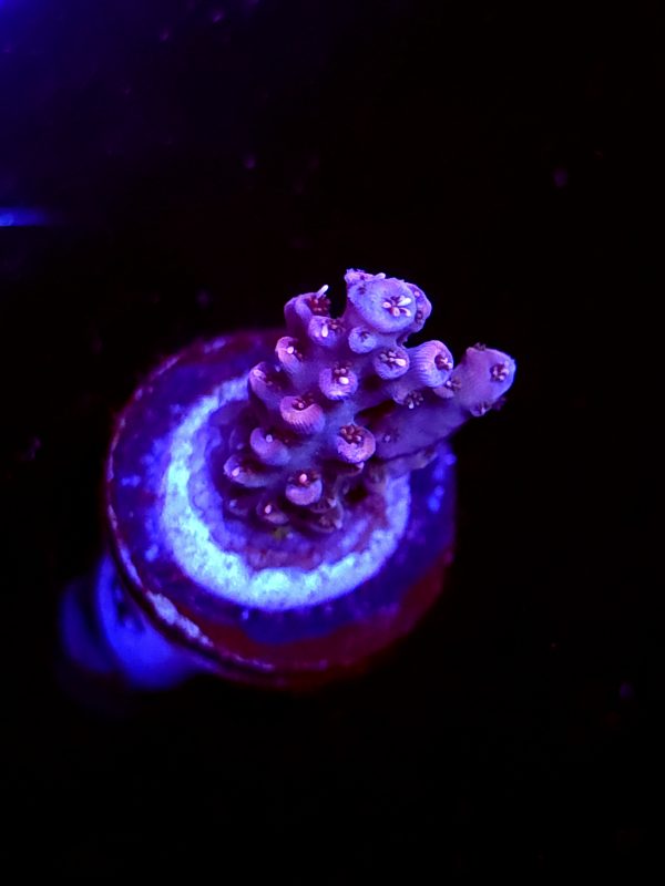 SBB "Gum Drop" Acro Small 2 Branches
