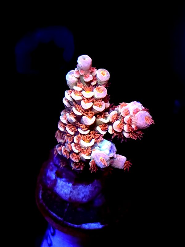 SBB "Taffy Tidal" Acro Medium 2 Branches