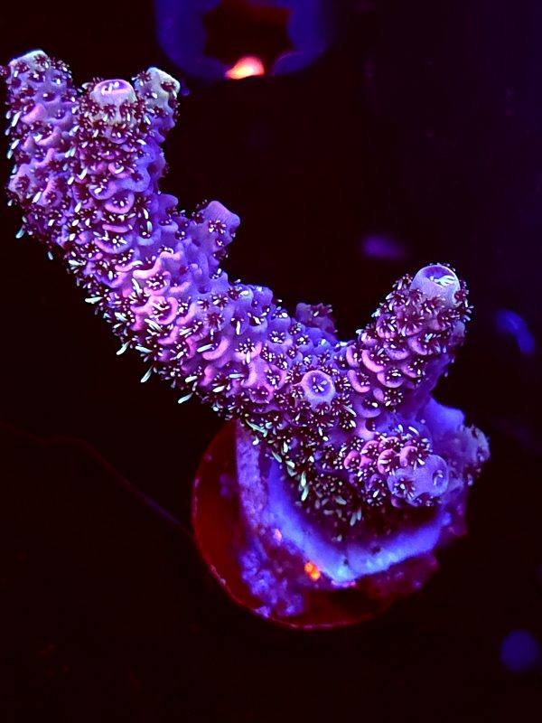 SBB "Neon Hyper" Acro Large Multibranches